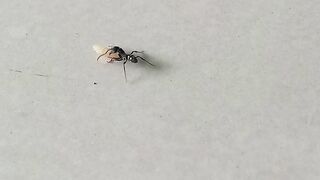 This Ant Refuses to Give Up on One Grain of Rice 🐜🔥