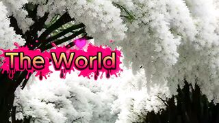 The WORLD in BLOOM 🌎🌸  Beautiful Flowers Around!