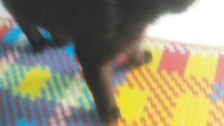 kucing hitam