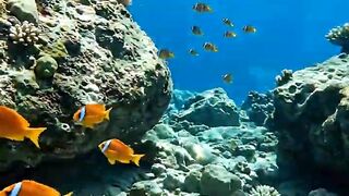 Sea Turtle Rescue Underwater 🐢🌊 | Incredible Ocean Wildlife Journey