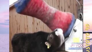 Alat Penyenang Sapi versi PLUSTOTO4D