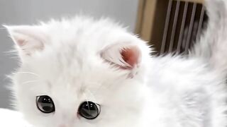 kucing putih lucu