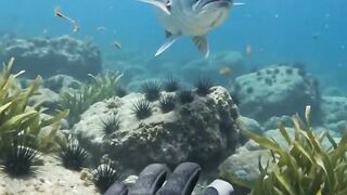 A Giant Fish Suddenly Appeared! 😱🌊
