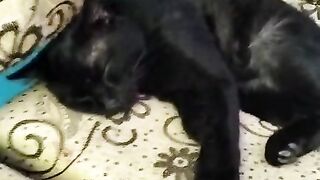 kucing lagi tidur