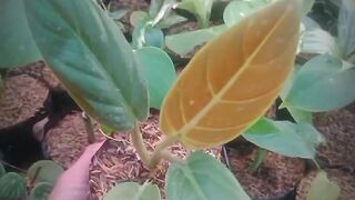 philodendron shubastatum