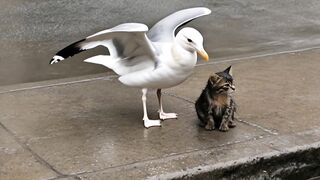 🐦❤️🐱 A Bird Helps a Cat | An Unexpected Friendship!
