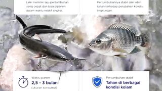 Catfish vs tilapia