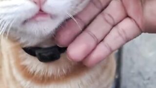 kucing plenger 2