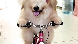 Bruno 5