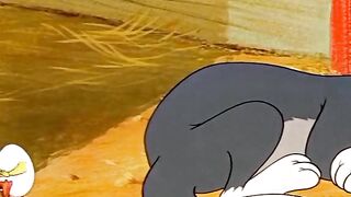 Little Duck Thinks Tom is His Mother | Just Ducky Tom & Jerry Scene