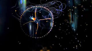 Colorful Jellyfish Swimming Together in Dark Aquarium Close Up 4K Vertical 2