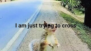 Smart squirrel