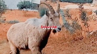 The mountain goat