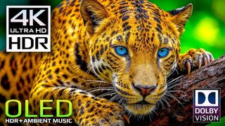 Wildlife - in 4K HDR (Ultra HD) | 4K