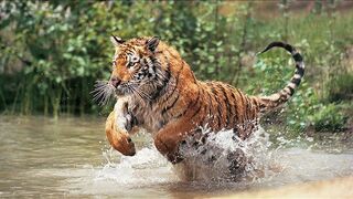 A Beautiful World - Wild Animals (Peter Milinkovic - Ashes of the Stars)