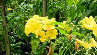 Yellow funnel flower tree