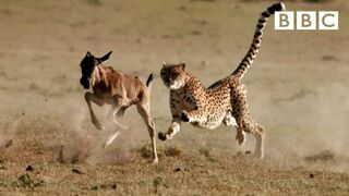 Cheetah chases wildebeest | The Hunt - HD
