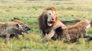 Lion Trapped by Clan of Hyenas Dynasties BBC Earth