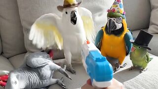 Funny Parrots Playing Dead With Toy Gun! 😂🦜