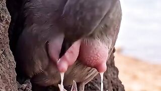 The Breastfeeding Bird