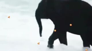 Elephant Enjoying the Moment 🐘😂 | Cute & Funny Elephant Video