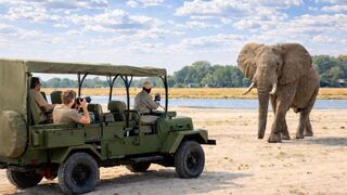 Chubby Safari Adventure: A Spectacular Wildlife Showcase