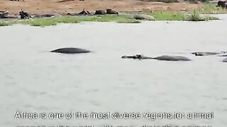 African Wildlife - A 2-Minute Tour