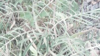 Thorny weeds in the morning