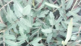 Discovery of sensitive plant grass in the forest