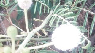Round flowers with thorny stems