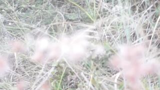 Grass flowers on the side of the road