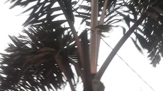 Areca nut tree with thick leaves