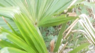 Beautiful fan-shaped leaves