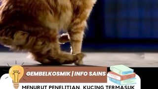 kucing pemburu