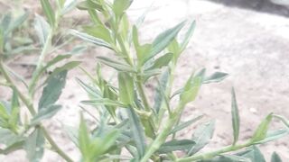 Forest purslane plant