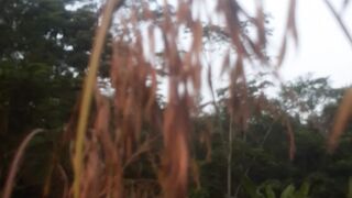 Wild kaso flower tree
