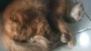 kucing oyen tidur