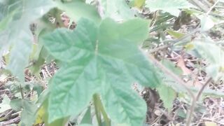 The castor bean plant lives in tropical climates