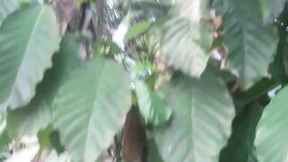 Arabica coffee trees that live in tropical forests
