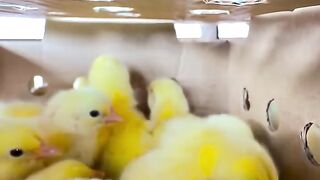 chicken 5