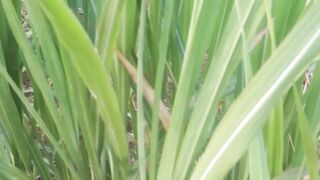 Wild sugarcane leaves that grow in hot locations