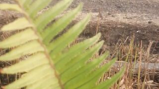 Sword fern leaves that live in the valley