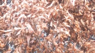 Red tip tree whose leaves change color