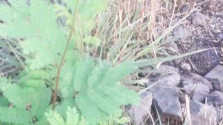 Chinese petai leaf tree growing in the garden