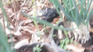 Spring onion plants can be planted in polybags