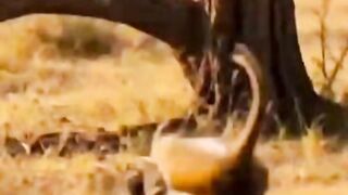 🐒🛞 Monkey Throws a Tire at a Wooden Hut... Two Lions Suddenly Come Out!