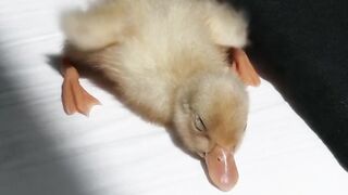 Sleepy Baby Duck #shorts.mp4