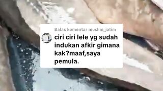 Ciri-ciri induk lele gak layak dipijahkan (Afkir)