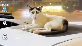 Top funny cat????????????
