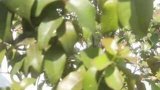 The bidara leaf tree grows in damp places